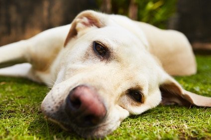 3 causes qui conduisent le chien à la depression