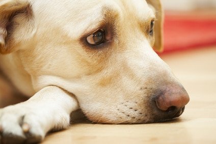 10 conseils pour traiter la dépression chez le chien