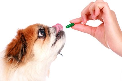 Comment donner un médicament à son chien