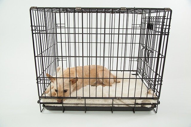 Cage pour chien ou chiot : tout savoir sur cet accessoire canin
