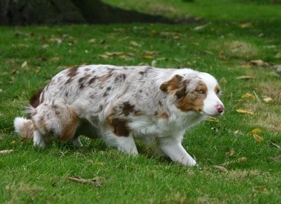 Comment eduquer un chien peureux ? - Education - Désensibilisation