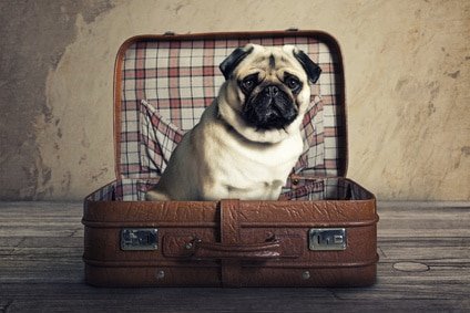 3 conseils pour partir avec son chien en vacances
